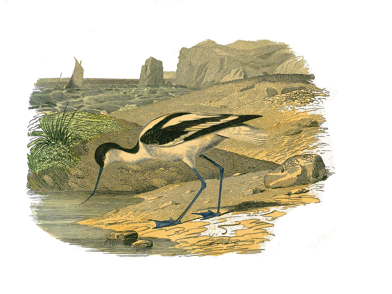 Naturhistorisk skylt: Zoologisk tavla som representerar de långsträckta vadarna av Edouard Travies