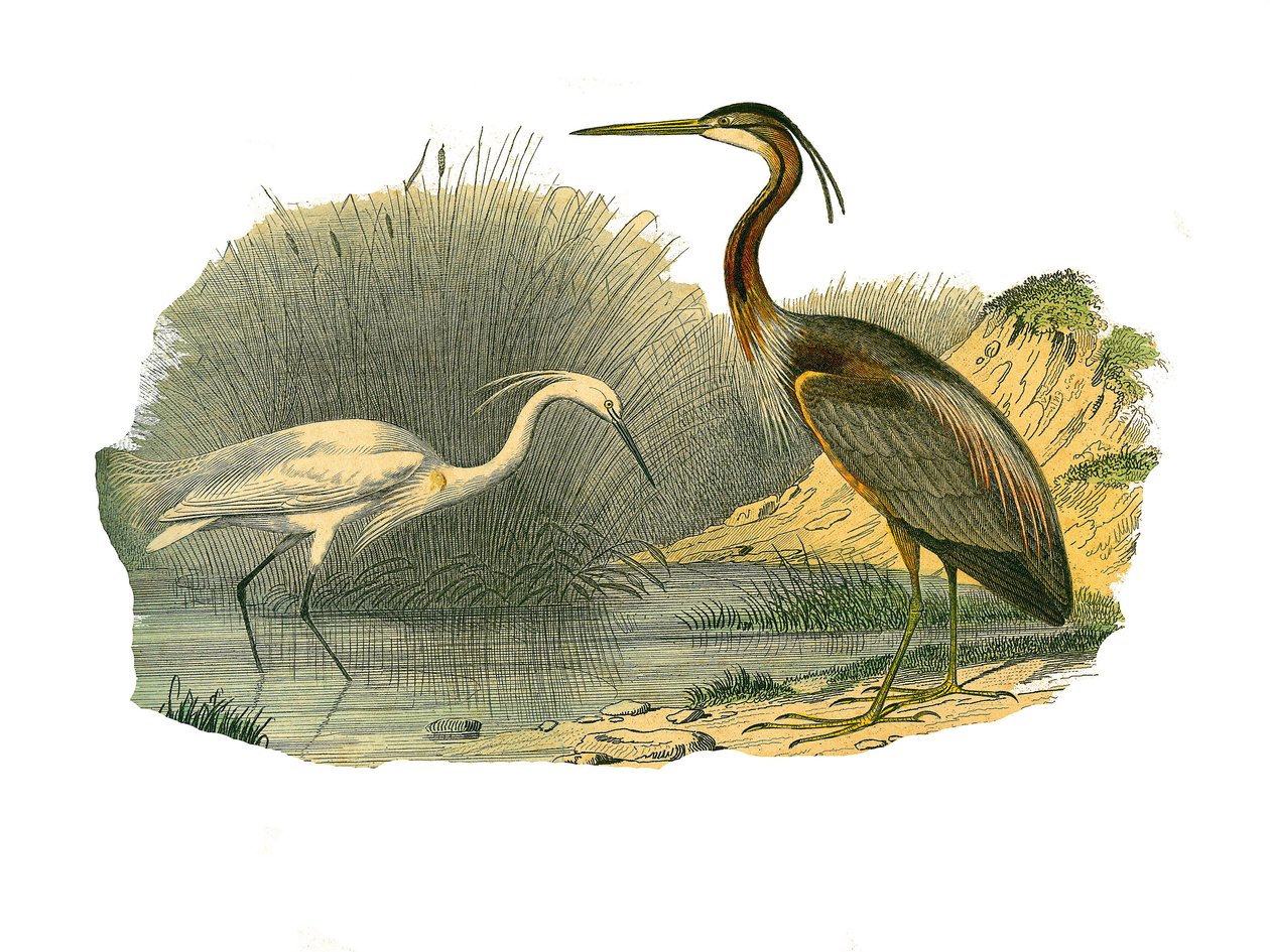 Naturhistorisk skylt: Zoologisk tavla som representerar vattenfåglar och odlade vadare (med stora, långa och starka näbbar): örnörn och lila häger. Plåt ritad från de nio volymerna om fåglar i "" Works complete of Buffon""" skriven av naturforskaren Geo av Edouard Travies