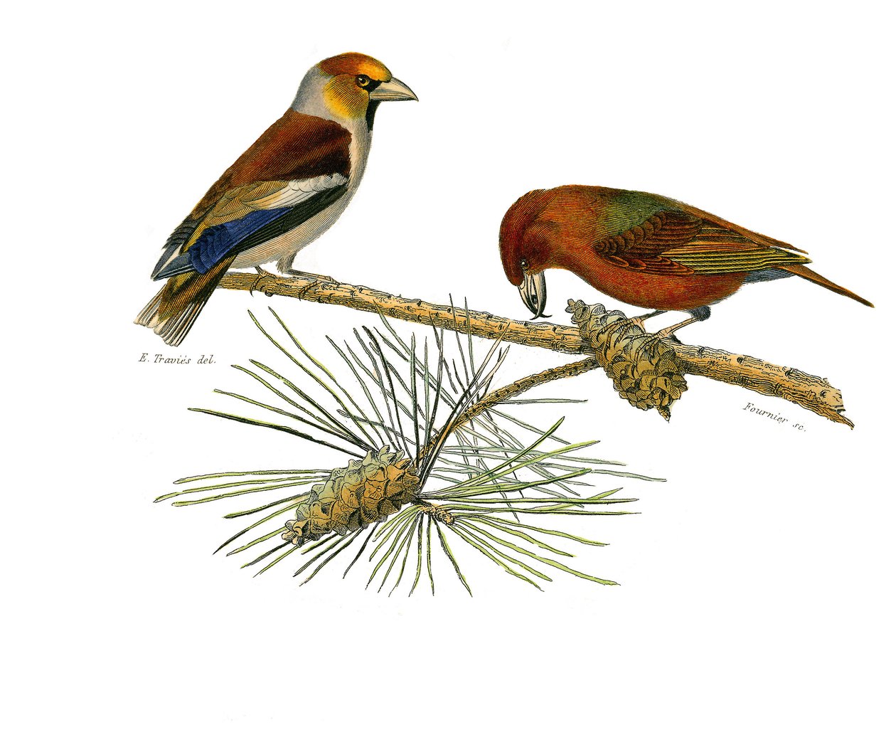 Naturhistorisk tavla: Zoologisk tavla som föreställer konirostruösa passeriner (konisk näbb). Big bill (Grosbeak) och Cross bill (Crossbill). Plåt tecknad från de nio volymerna om fåglar i "" Works complete of Buffon""" skriven av naturforskaren Georges Lo av Edouard Travies