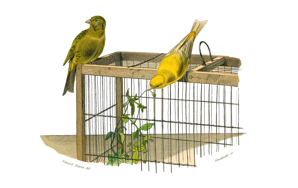 Naturhistorisk tavla: Zoologisk tavla som föreställer konirostruösa passeriner (konisk näbb). Kanarieöarna. Plåt tecknad från de nio volymerna om fåglar i "" Works complete of Buffon""" skriven av naturforskaren Georges Louis Leclerc, greve av Buffon (1707 av Edouard Travies