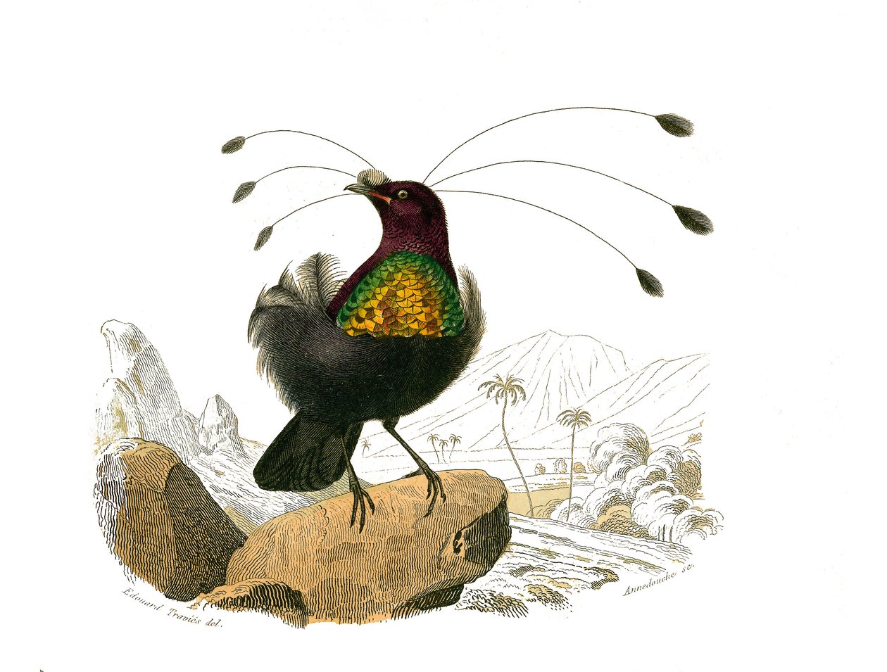 Naturhistorisk tavla: Zoologisk tavla som föreställer konirostruösa passeriner (konisk näbb). Sifilen. Plåt tecknad från de nio volymerna om fåglar i "" Works complete of Buffon""" skriven av naturforskaren Georges Louis Leclerc, greve av Buffon (1707-1788 av Edouard Travies