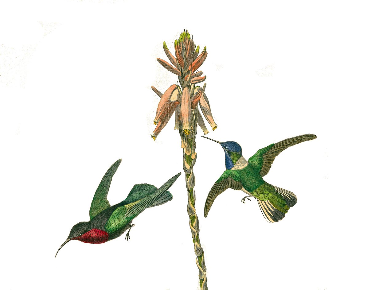 Naturhistorisk tavla: Zoologisk tavla som föreställer konirostruösa passeriner (konisk näbb). Granatkolibri och Jacobine flugfågel. Plåt tecknad från de nio volymerna om fåglar i "" Works complete of Buffon""" skriven av naturforskaren Georges Louis Lecler av Edouard Travies