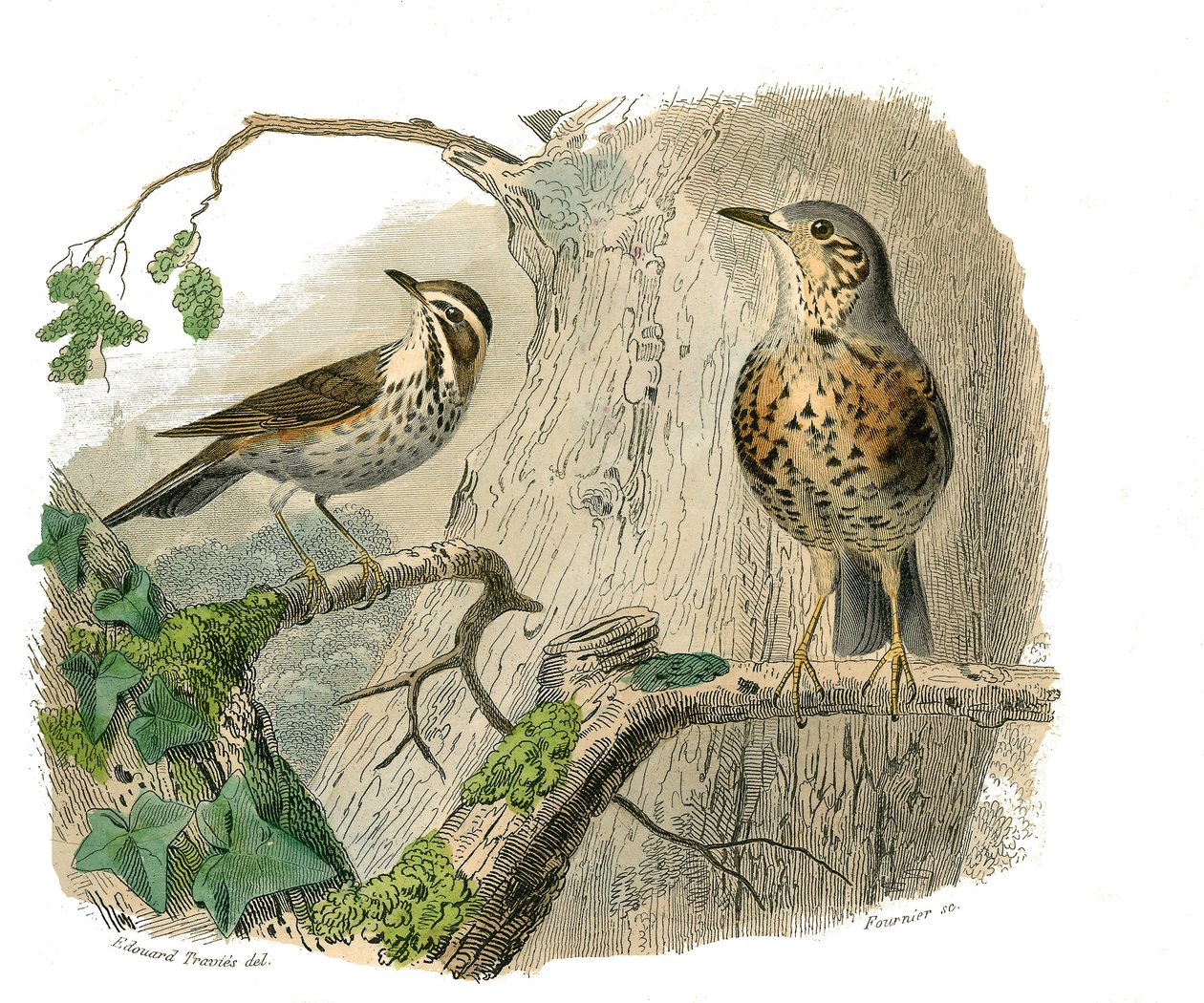 Naturhistorisk tavla: Zoologisk tavla som föreställer konirostruösa passeriner (konisk näbb). Det förbannade och dränerar. Plåt tecknad från de nio volymerna om fåglar i "" Works complete of Buffon""" skriven av naturforskaren Georges Louis Leclerc, greve  av Edouard Travies