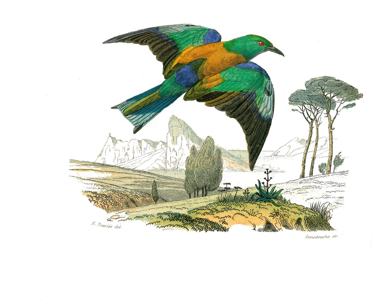 Naturhistorisk tavla: Zoologisk tavla som föreställer konirostruösa passeriner (konisk näbb). The Rollier of Europe. Plåt tecknad från de nio volymerna om fåglar i "" Works complete of Buffon""" skriven av naturforskaren Georges Louis Leclerc, greve av Buf av Edouard Travies