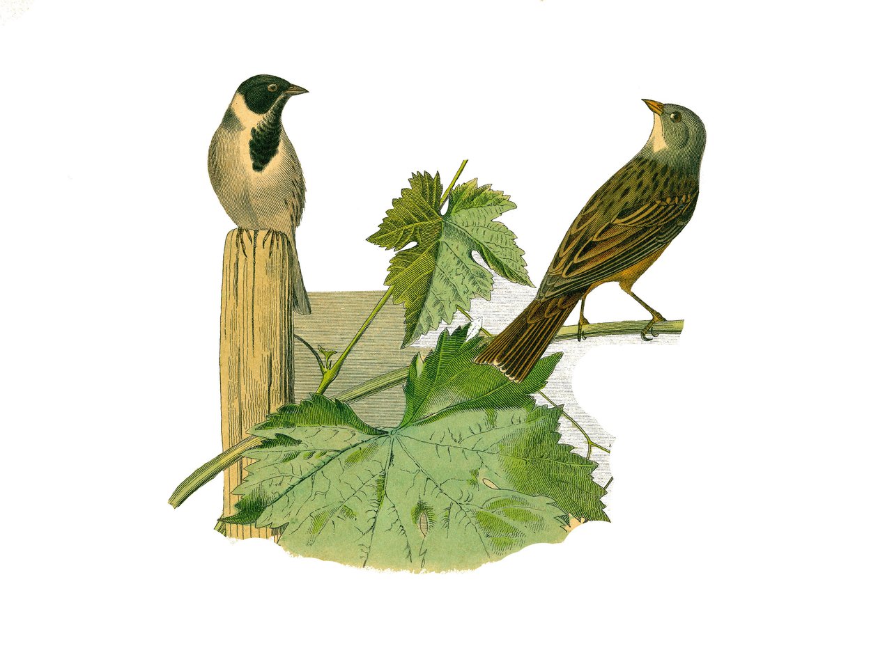 Naturhistorisk tavla: Zoologisk tavla som föreställer konirostruösa passeriner (konisk näbb). Reed ortolan och ortolan. Plåt tecknad från de nio volymerna om fåglar i "" Works complete of Buffon""" skriven av naturforskaren Georges Louis Leclerc, greve av  av Edouard Travies