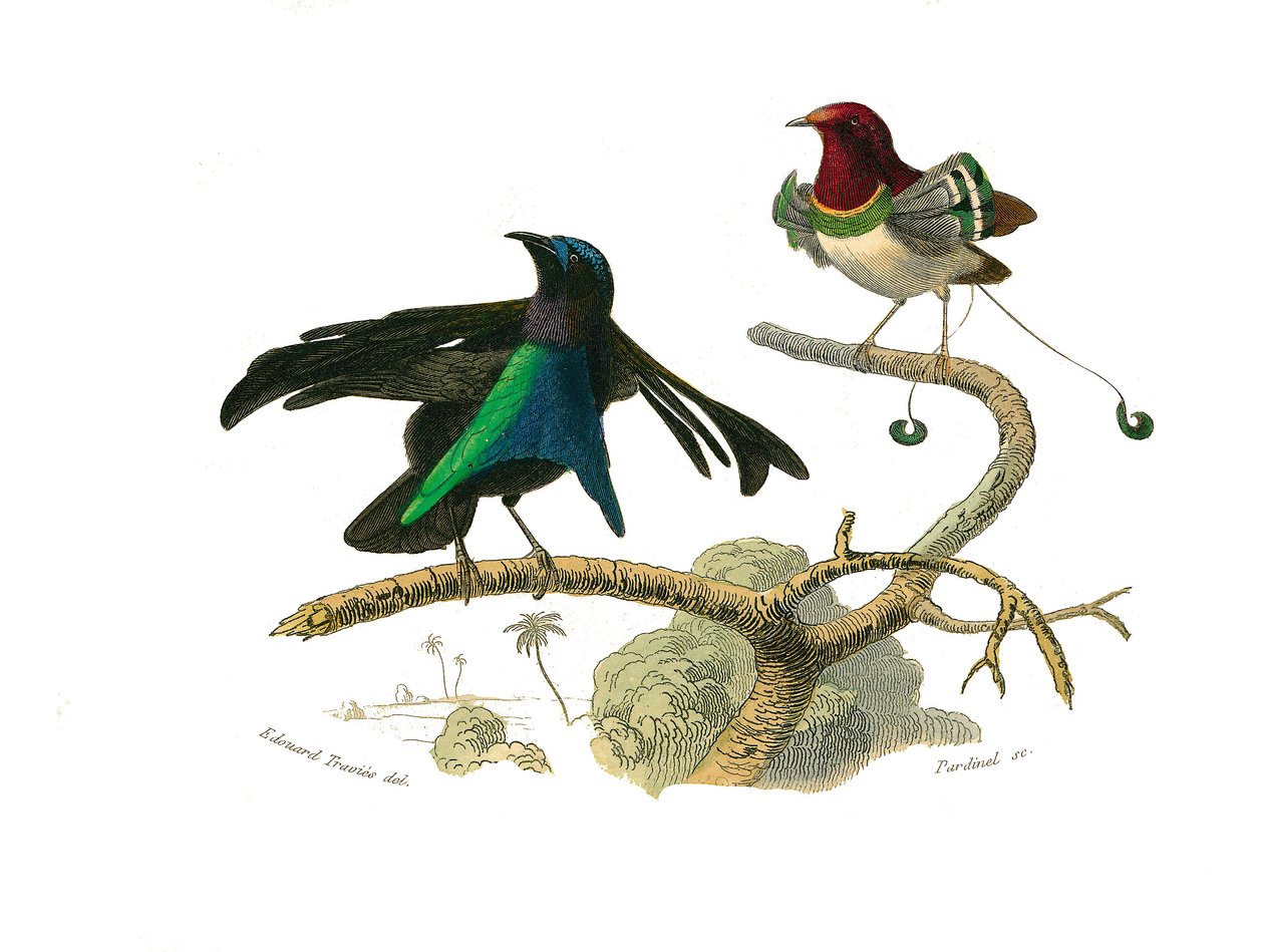 Naturhistorisk tavla: Zoologisk tavla som föreställer konirostruösa passeriner (konisk näbb). Den svarta manukoden och manukoden. Plåt tecknad från de nio volymerna om fåglar i "" Works complete of Buffon""" skriven av naturforskaren Georges Louis Leclerc, av Edouard Travies