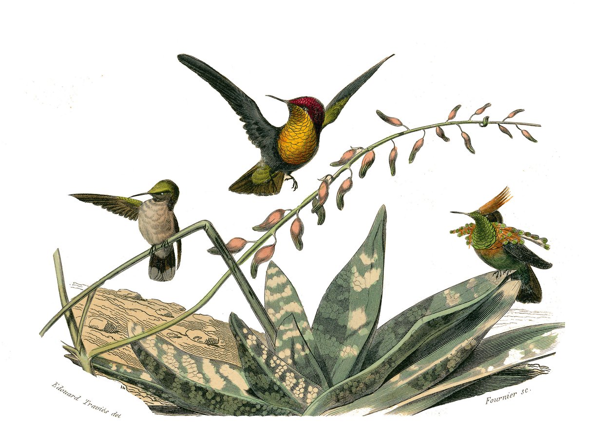 Naturhistorisk tavla: Zoologisk tavla som föreställer konirostruösa passeriner (konisk näbb). Flugfågeln, den lilla flugfågeln och bövelflugan. Plåt tecknad från de nio volymerna om fåglar i "" Works complete of Buffon""" skriven av naturforskaren George av Edouard Travies