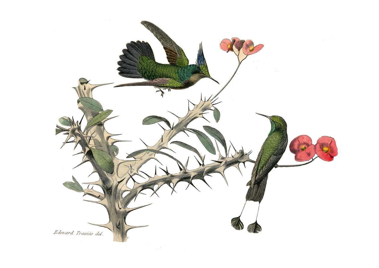 Naturhistorisk tavla: Zoologisk tavla som föreställer konirostruösa passeriner (konisk näbb). Hoopoly flugfågel och snöskofluga fågel. Plåt tecknad från de nio volymerna om fåglar i "" Works complete of Buffon""" skriven av naturforskaren Georges Louis Le av Edouard Travies