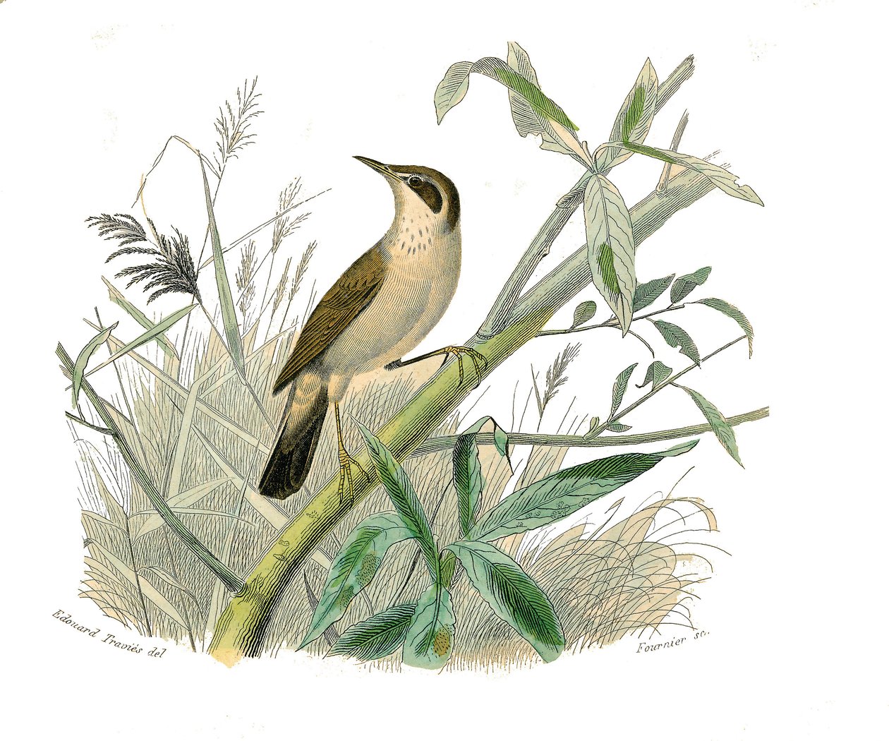 Naturhistorisk tavla: Zoologisk tavla som föreställer konirostruösa passeriner (konisk näbb). Den rödhåriga. Plåt tecknad från de nio volymerna om fåglar i "" Works complete of Buffon""" skriven av naturforskaren Georges Louis Leclerc, greve av Buffon (170 av Edouard Travies
