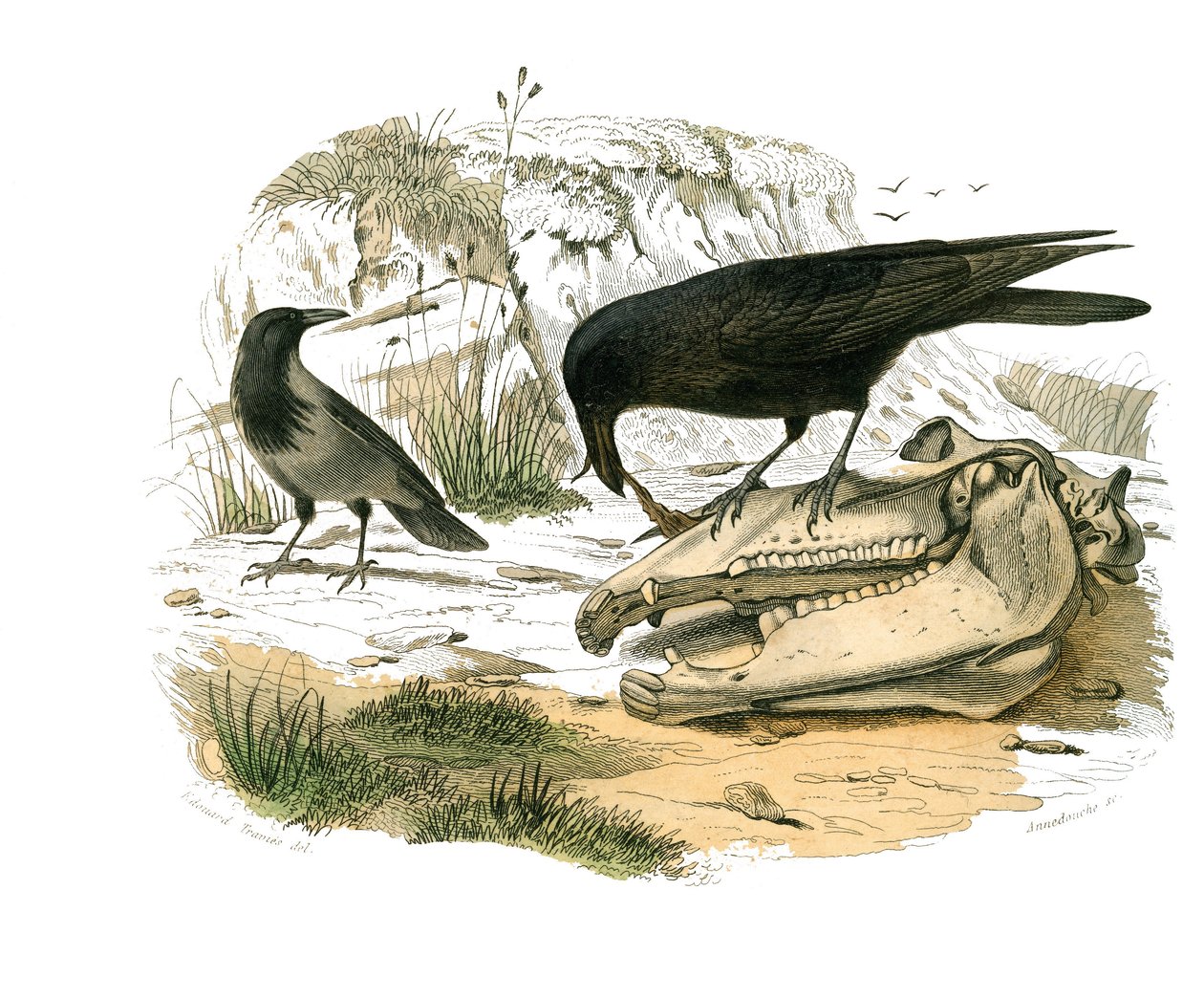 Naturhistorisk tavla: Zoologisk tavla som föreställer konirostruösa passeriner (konisk näbb). Korpen. Plåt tecknad från de nio volymerna om fåglar i "" Works complete of Buffon""" skriven av naturforskaren Georges Louis Leclerc, greve av Buffon (1707-1788) av Edouard Travies