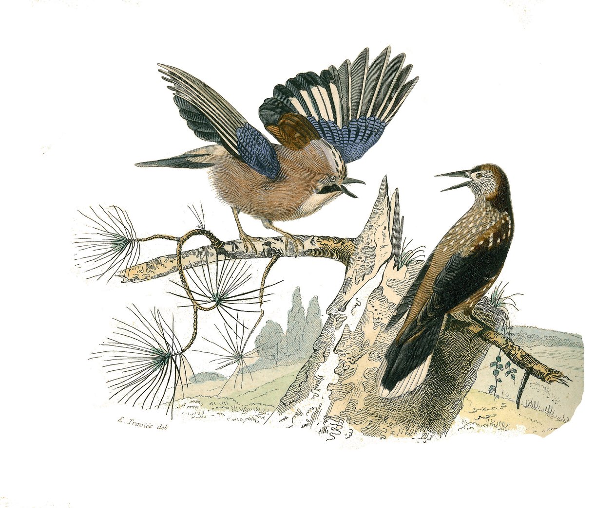 Naturhistorisk tavla: Zoologisk tavla som föreställer konirostruösa passeriner (konisk näbb). Jay och nötknäckare. Plåt tecknad från de nio volymerna om fåglar i "" Works complete of Buffon""" skriven av naturforskaren Georges Louis Leclerc, greve av Buffo av Edouard Travies
