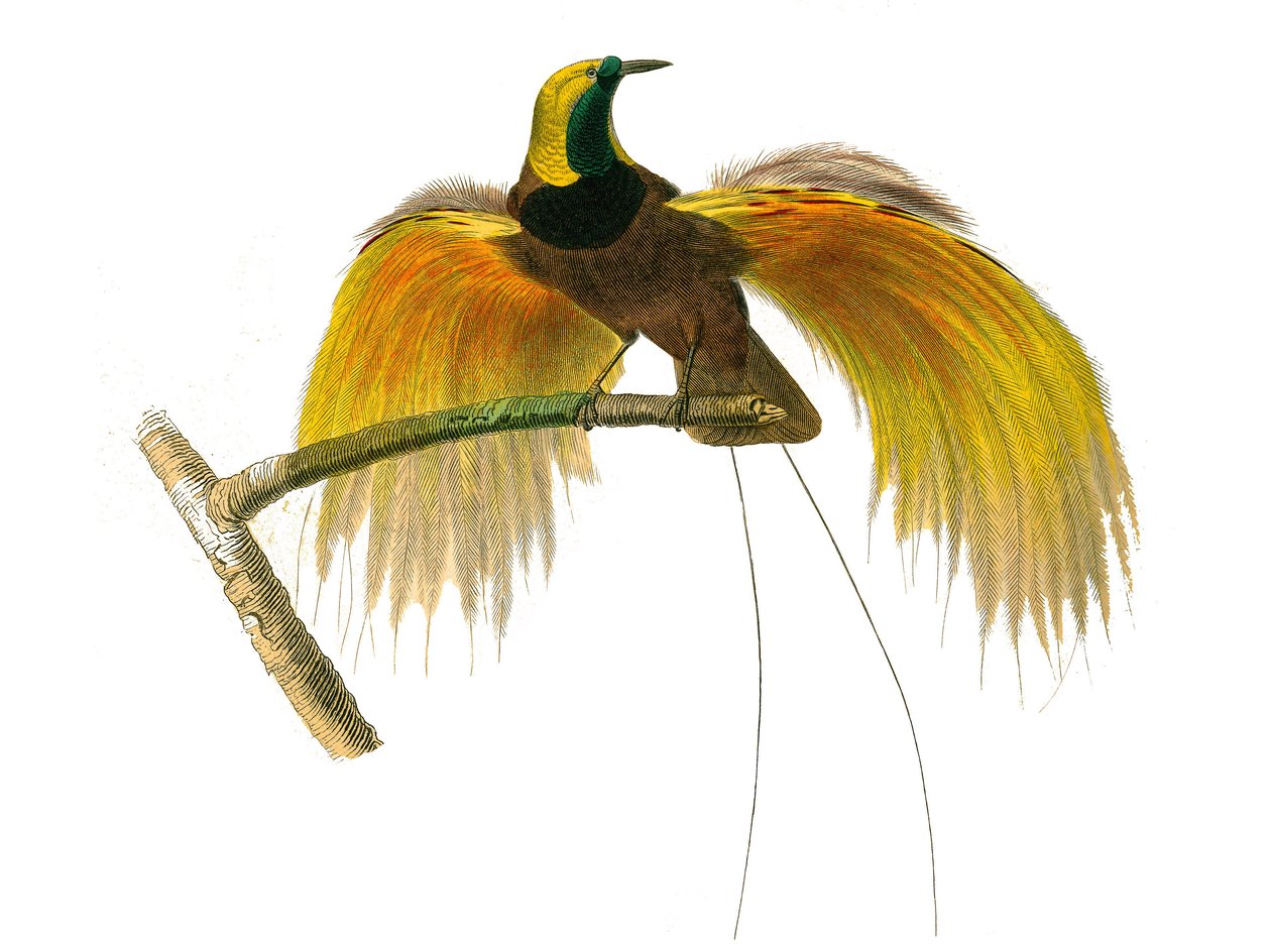 Naturhistorisk tavla: Zoologisk tavla som representerar konirostruösa spåfuglar av Edouard Travies