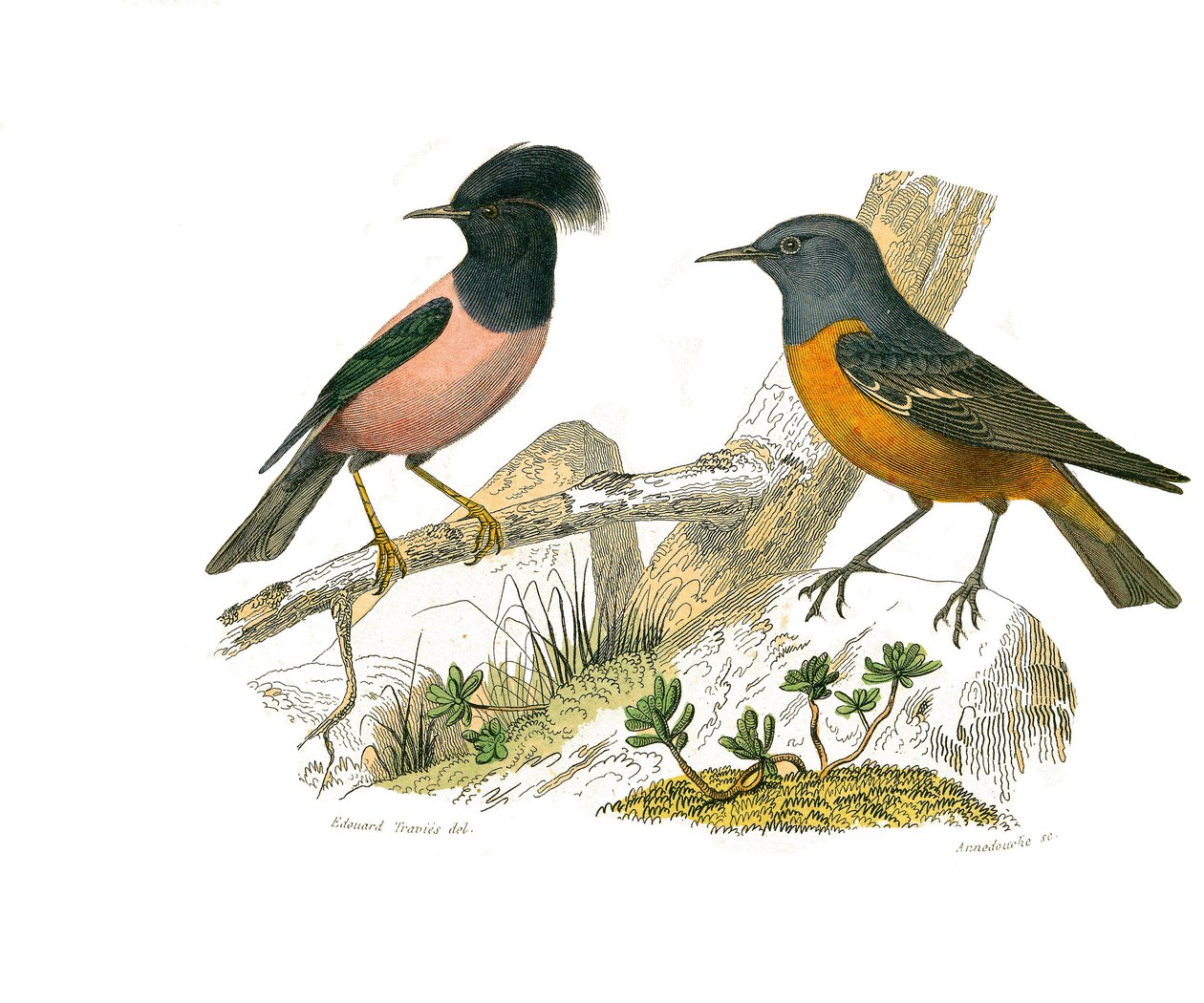 Naturhistorisk tavla: Zoologisk tavla som representerar konirostruösa spåfuglar av Edouard Travies