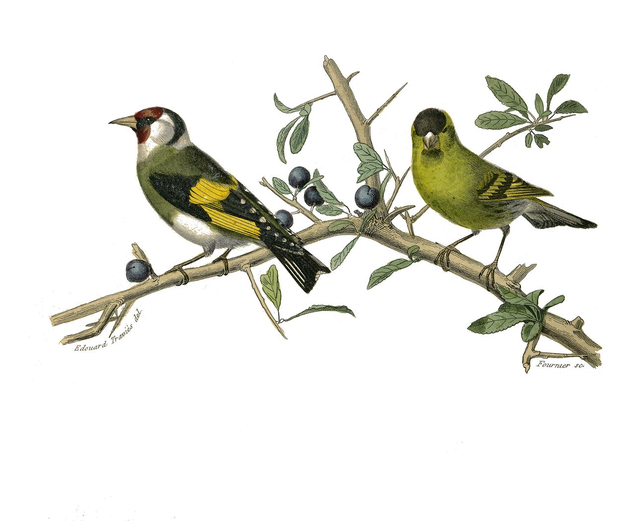 Naturhistorisk tavla: Zoologisk tavla som representerar konirostruösa spåfuglar av Edouard Travies