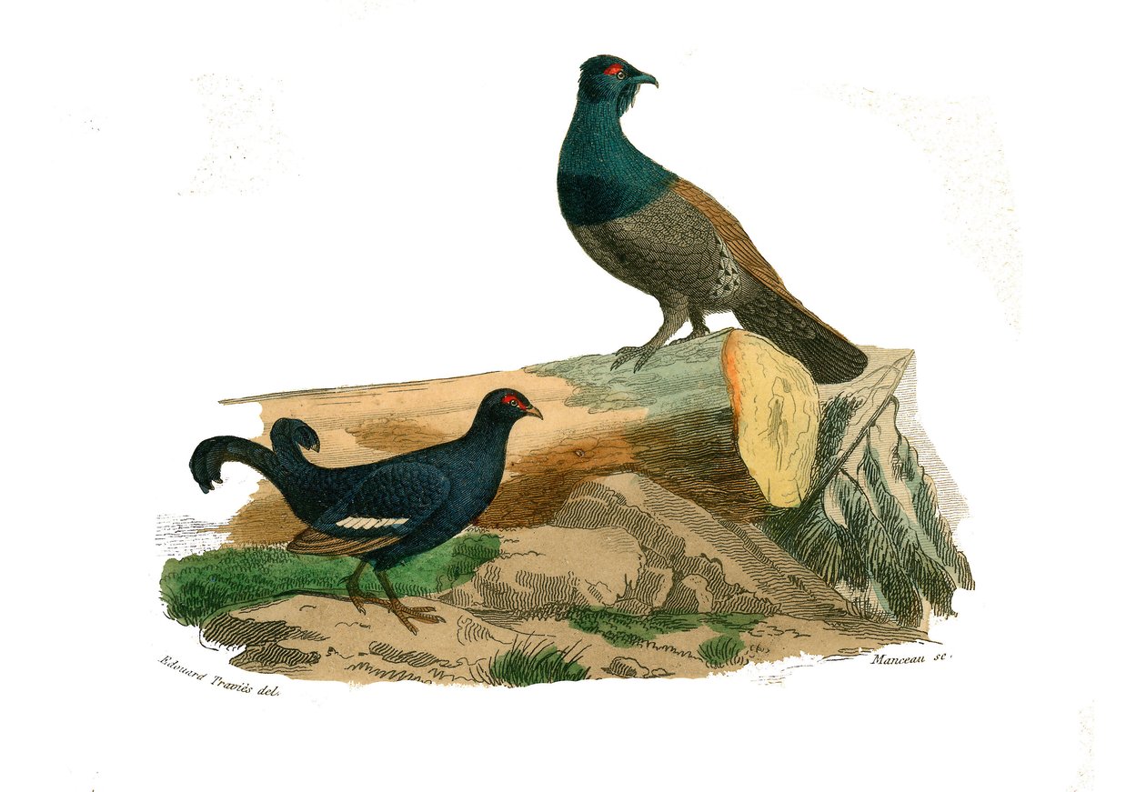 Naturhistorisk nämnd: Zoologisk nämnd som representerar gallinaser: tetra med gafflar och tetra. Plåt tecknad från de nio volymerna om fåglar i "" Works complete of Buffon""" skriven av naturforskaren Georges Louis Leclerc, greve av Buffon (1707-1788) mell av Edouard Travies