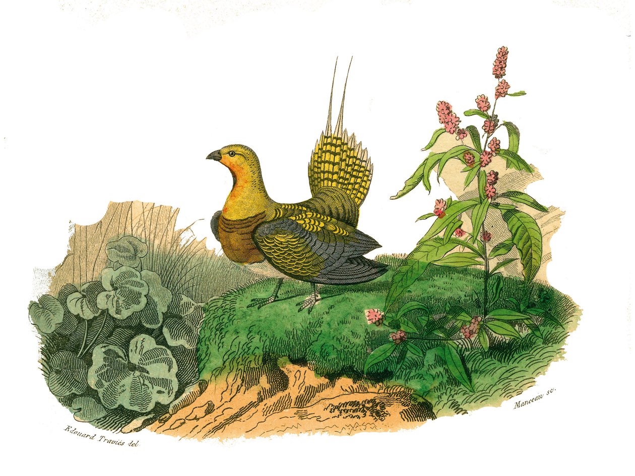Naturhistorisk styrelse: Zoologisk styrelse som representerar gallinaces: ganga. Plåt tecknad från de nio volymerna om fåglar i "" Works complete of Buffon""" skriven av naturforskaren Georges Louis Leclerc, greve av Buffon av Edouard Travies