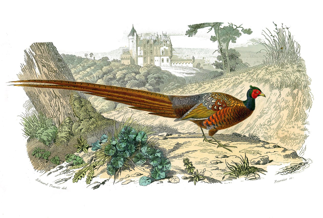 Naturhistorisk nämnd: Zoologisk nämnd som representerar gallinaser: fasan. Plåt tecknad från de nio volymerna om fåglar i "" Works complete of Buffon""" skriven av naturforskaren Georges Louis Leclerc, greve av Buffon (1707-1788) mellan 1749 och 1785. Illu av Edouard Travies