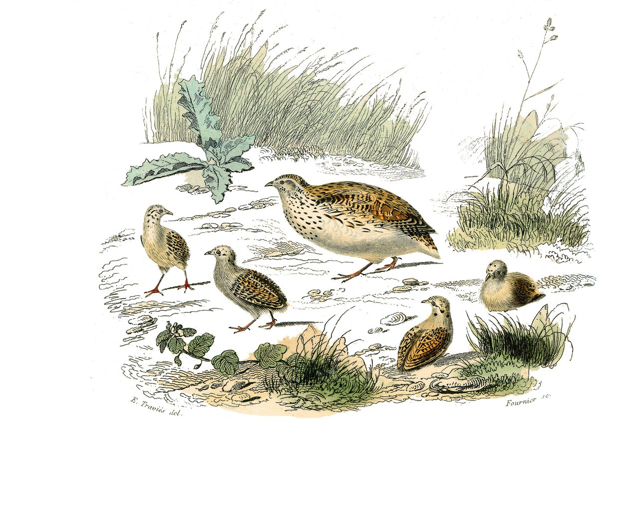 Naturhistorisk nämnd: Zoologisk nämnd som representerar gallinaser: vaktel. Plåt tecknad från de nio volymerna om fåglar i "" Works complete of Buffon""" skriven av naturforskaren Georges Louis Leclerc, greve av Buffon (1707-1788) mellan 1749 och 1785. Ill av Edouard Travies