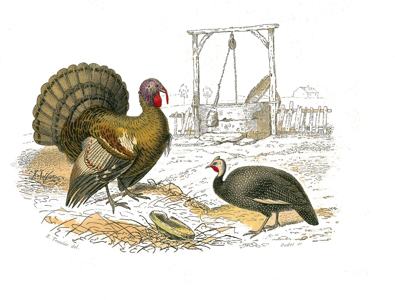 Naturhistorisk styrelse: Zoologisk styrelse som representerar gallinaser: tuppkalkon av Edouard Travies