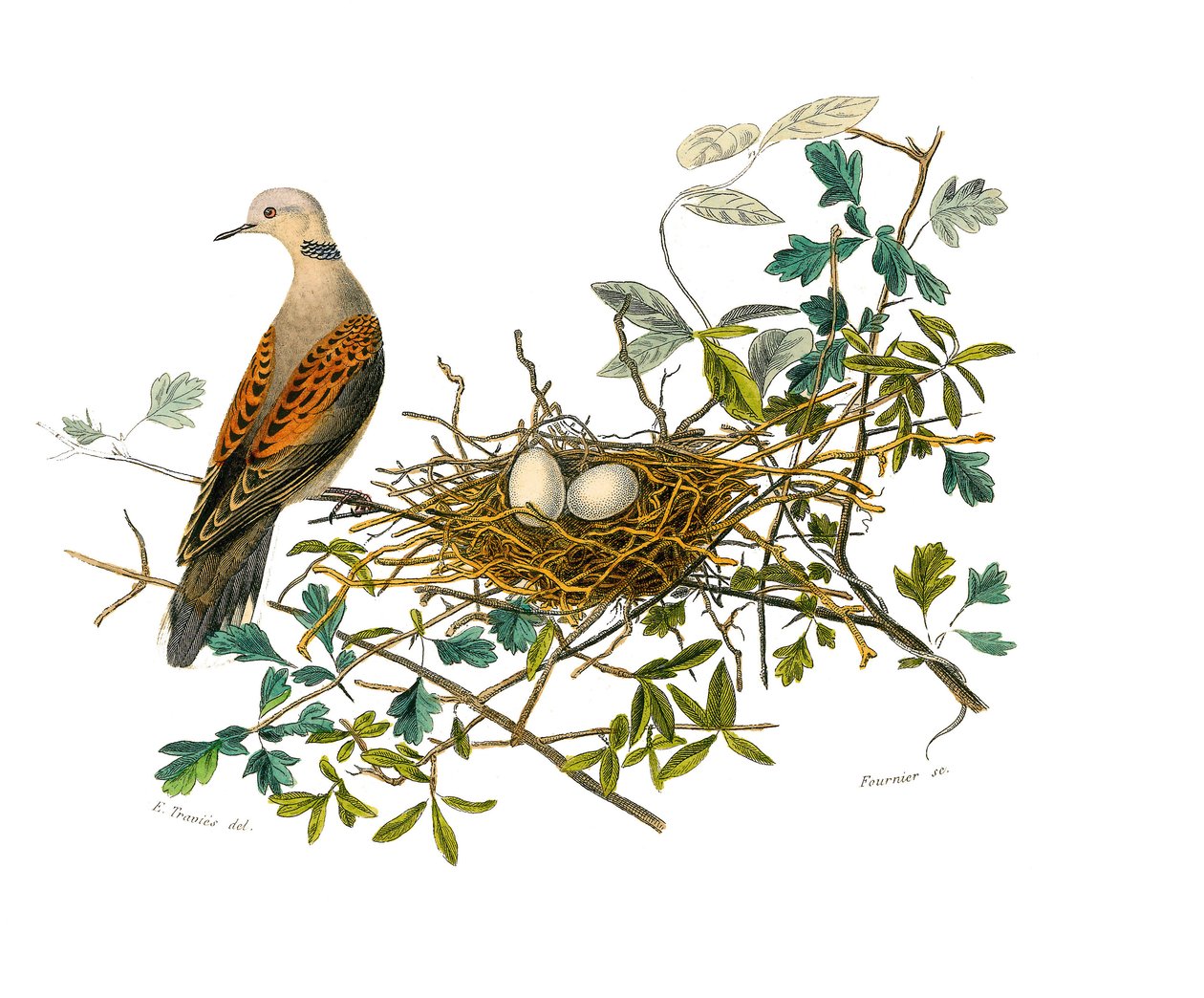 Naturhistorisk styrelse: Zoologisk tavla som representerar gallinaser: duvan nära sitt bo. Plåt tecknad från de nio volymerna om fåglar i "" Works complete of Buffon""" skriven av naturforskaren Georges Louis Leclerc, greve av Buffon (1707-1788) mellan 174 av Edouard Travies