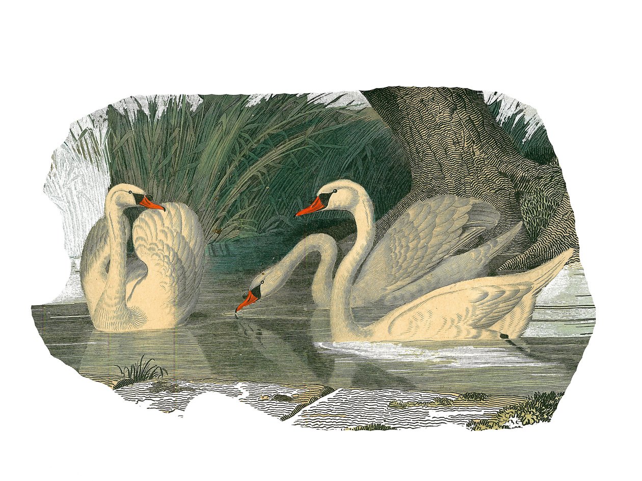 Naturhistorisk nämnd: Zoologisk nämnd som representerar lamellirostrous palmipeder av Edouard Travies