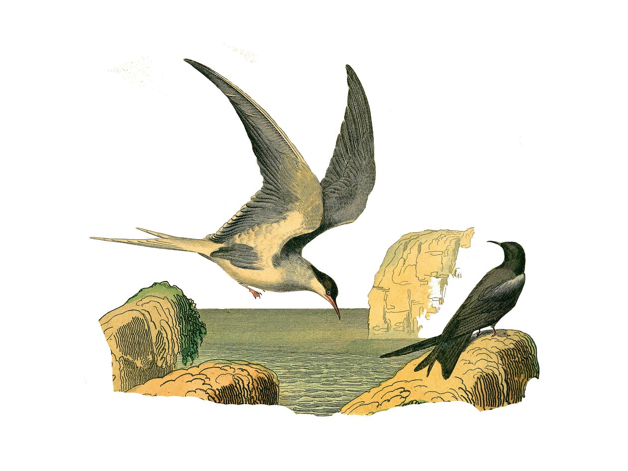 Naturhistorisk tavla: Zoologisk tavla som representerar longipens (eller höga segelbåtar, fåglar på öppet hav). Garinstenen och fågelskrämman. Plåt tecknad från de nio volymerna om fåglar i "" Works complete of Buffon""" skriven av naturforskaren Georges L av Edouard Travies