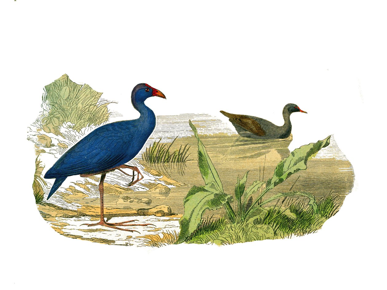 Naturhistorisk styrelse: Zoologisk tavla som representerar den långa och magra näbben: sultanhönan (sultanhönan) och vattenhönan. Plåt tecknad från de nio volymerna om fåglar i "" Works complete of Buffon""" skriven av naturforskaren Georges Lo av Edouard Travies