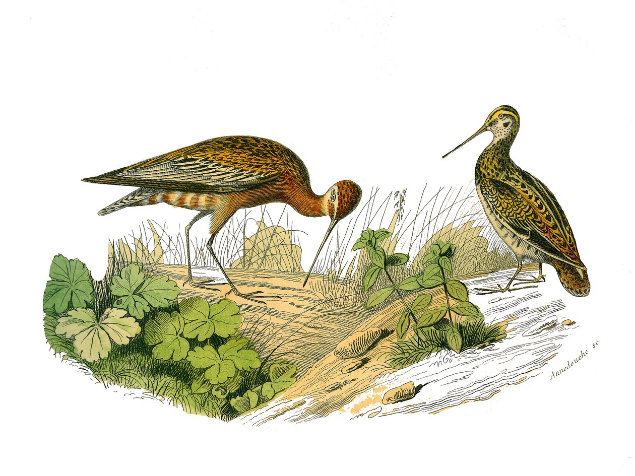 Naturhistorisk tavla: Zoologisk tavla som representerar den långsträckta skuggningen av Edouard Travies