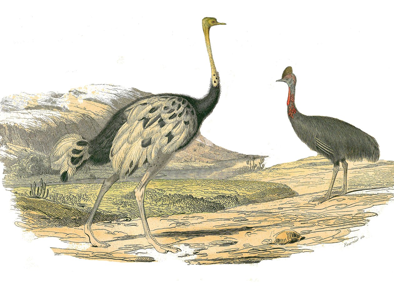 Naturhistorisk nämnd: Zoologisk nämnd som representerar vadarna: struts och kasoar. Plåt tecknad från de nio volymerna om fåglar i "" Works complete of Buffon""" skriven av naturforskaren Georges Louis Leclerc, greve av Buffon (1707-1788) mellan 1749 och 1 av Edouard Travies
