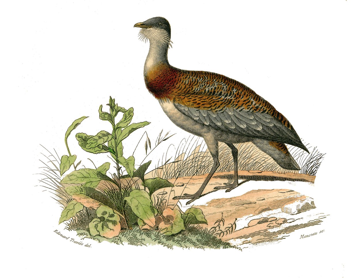 Naturhistorisk nämnd: Zoologisk nämnd som representerar vadarna: bustarden. Plåt tecknad från de nio volymerna om fåglar i "" Works complete of Buffon""" skriven av naturforskaren Georges Louis Leclerc, greve av Buffon (1707-1788) mellan 1749 och 1785. Ill av Edouard Travies