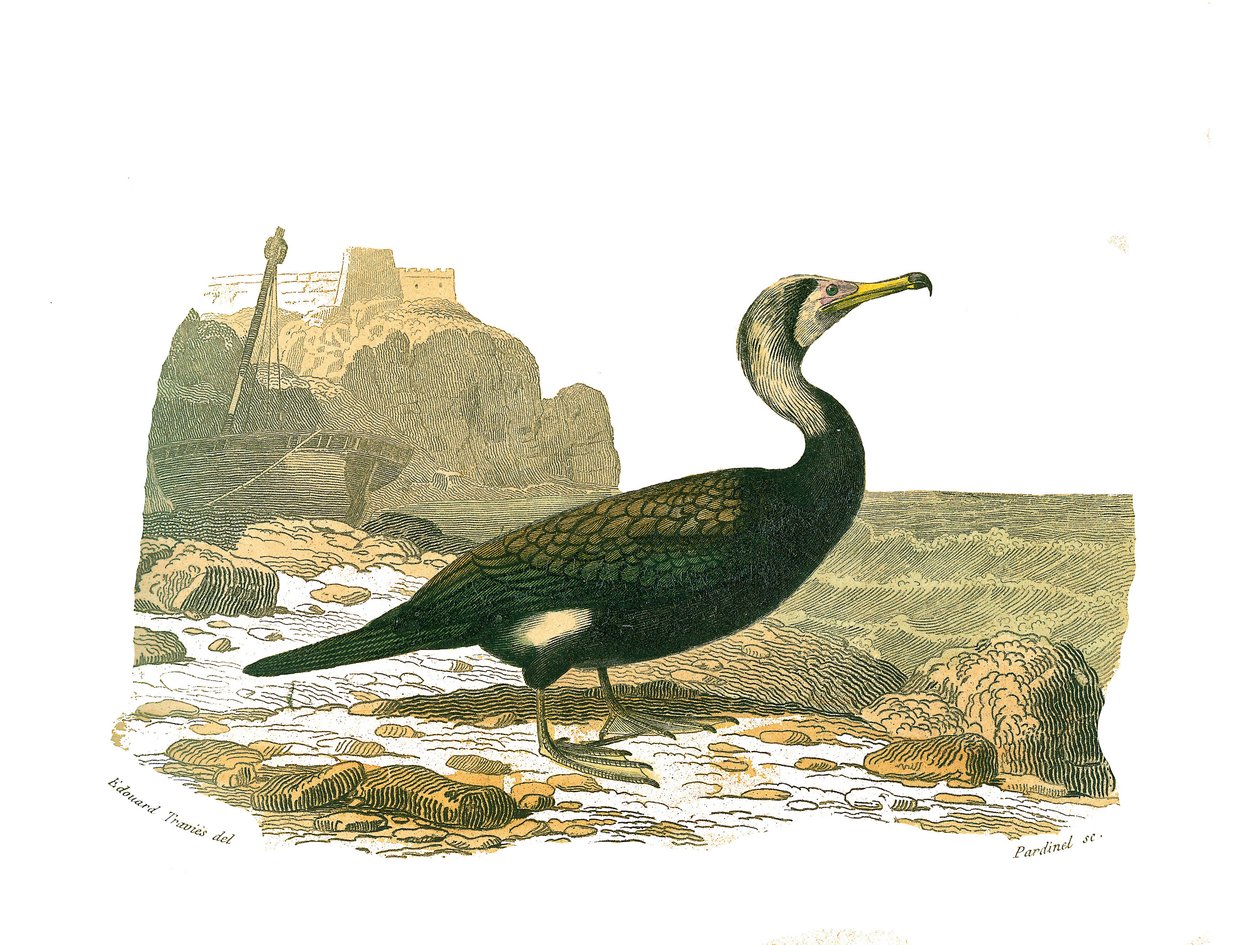 Naturhistorisk nämnd: Zoologisk nämnd som representerar totipalmer (fiske under vattnet). Skarven. Plåt tecknad från de nio volymerna om fåglar i "" Works complete of Buffon""" skriven av naturforskaren Georges Louis Leclerc, greve av Buffon (1707-1788) me av Edouard Travies