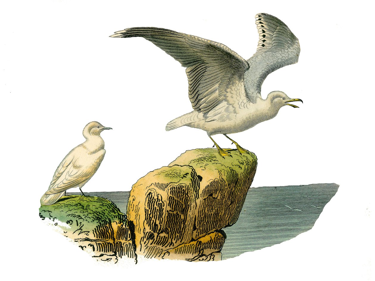 Naturhistorisk nämnd: Zoologisk nämnd som representerar totipalmer (fiske under vattnet). Vitmåsen och goeland har en grå päls. Plåt tecknad från de nio volymerna om fåglar i "" Works complete of Buffon""" skriven av naturforskaren Georges Louis Leclerc, C av Edouard Travies