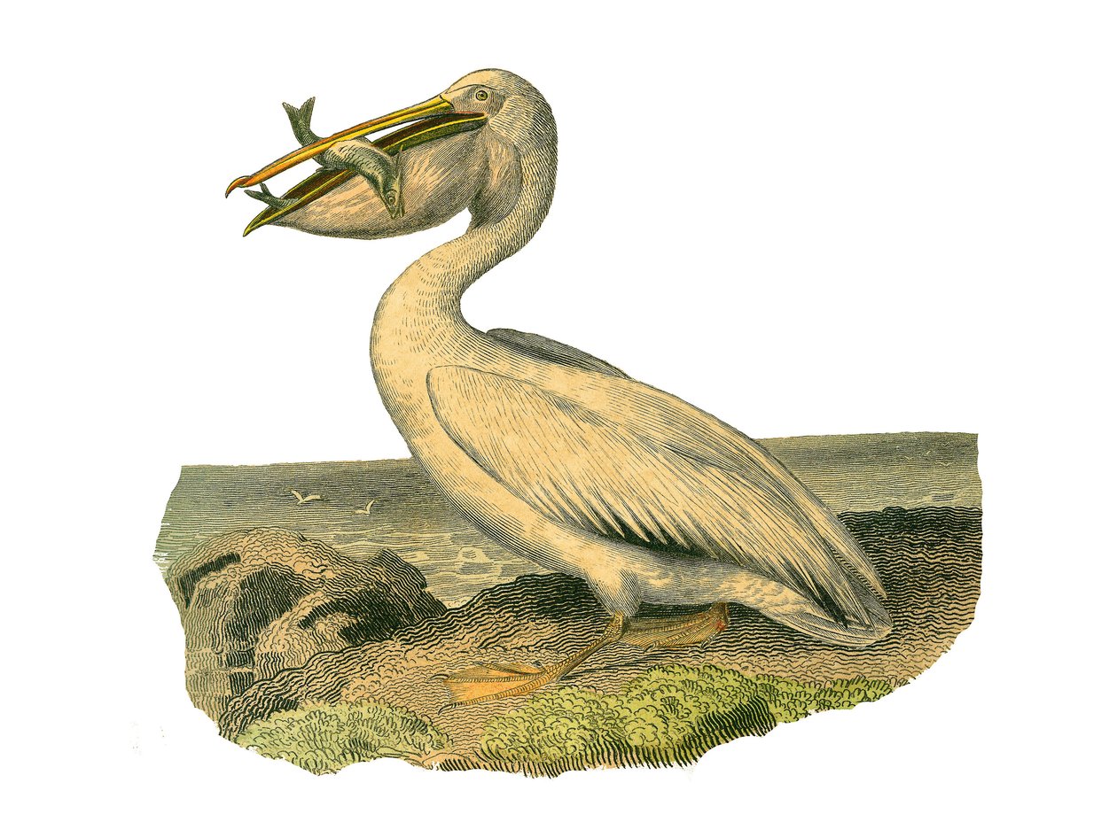 Naturhistorisk nämnd: Zoologisk nämnd som representerar totipalmer (fiske under vattnet). Den vita pelikanen. Plåt tecknad från de nio volymerna om fåglar i "" Works complete of Buffon""" skriven av naturforskaren Georges Louis Leclerc, greve av Buffon (17 av Edouard Travies