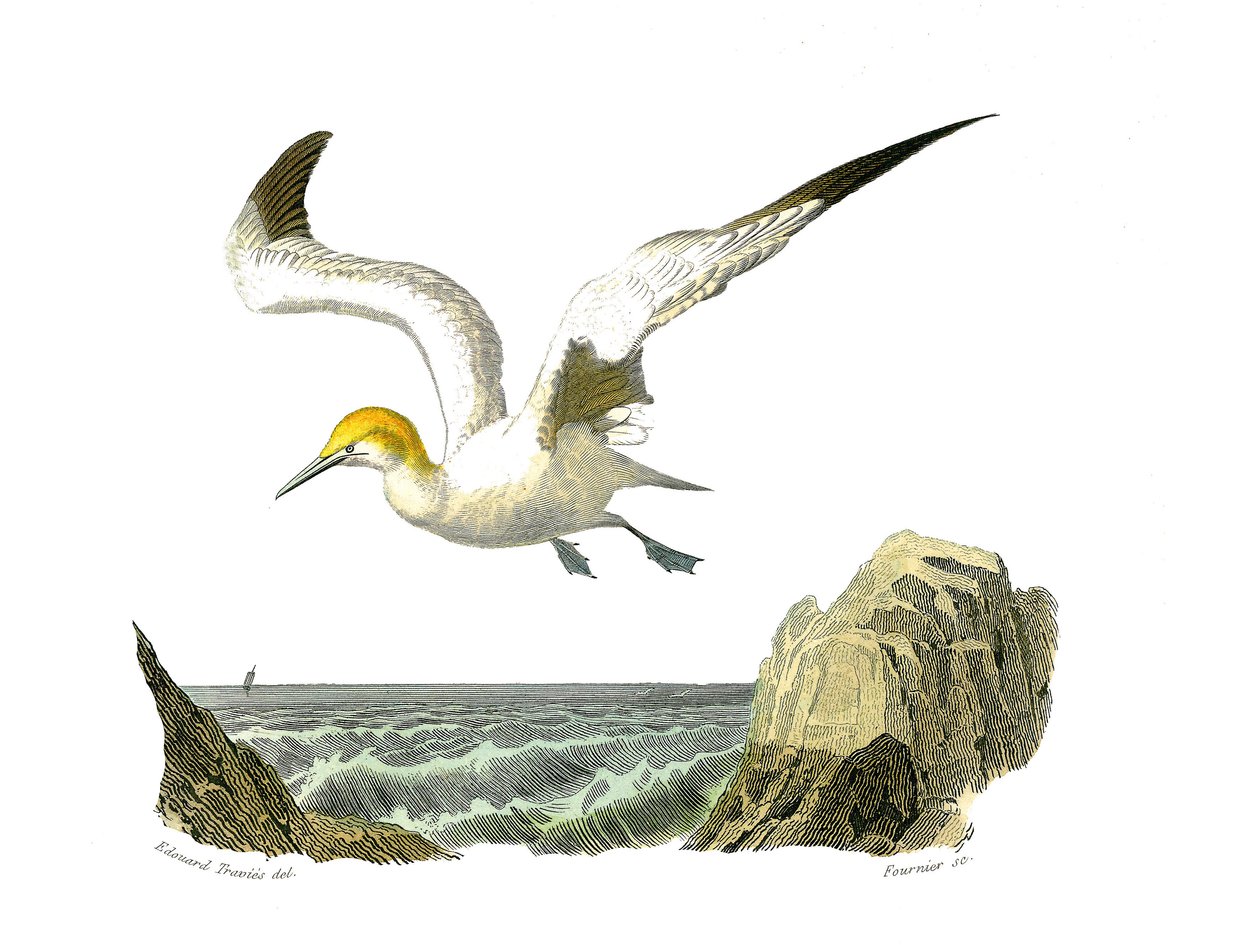 Naturhistorisk nämnd: Zoologisk nämnd som representerar totipalmer (fiske under vattnet). Bassan. Plåt tecknad från de nio volymerna om fåglar i "" Works complete of Buffon""" skriven av naturforskaren Georges Louis Leclerc, greve av Buffon (1707-1788) mel av Edouard Travies