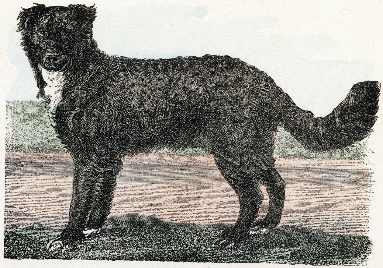 Newfoundland, Newfoundland - "Alfabetet illustrerar djur" 1800-talet (gravyr) av Edouard Travies