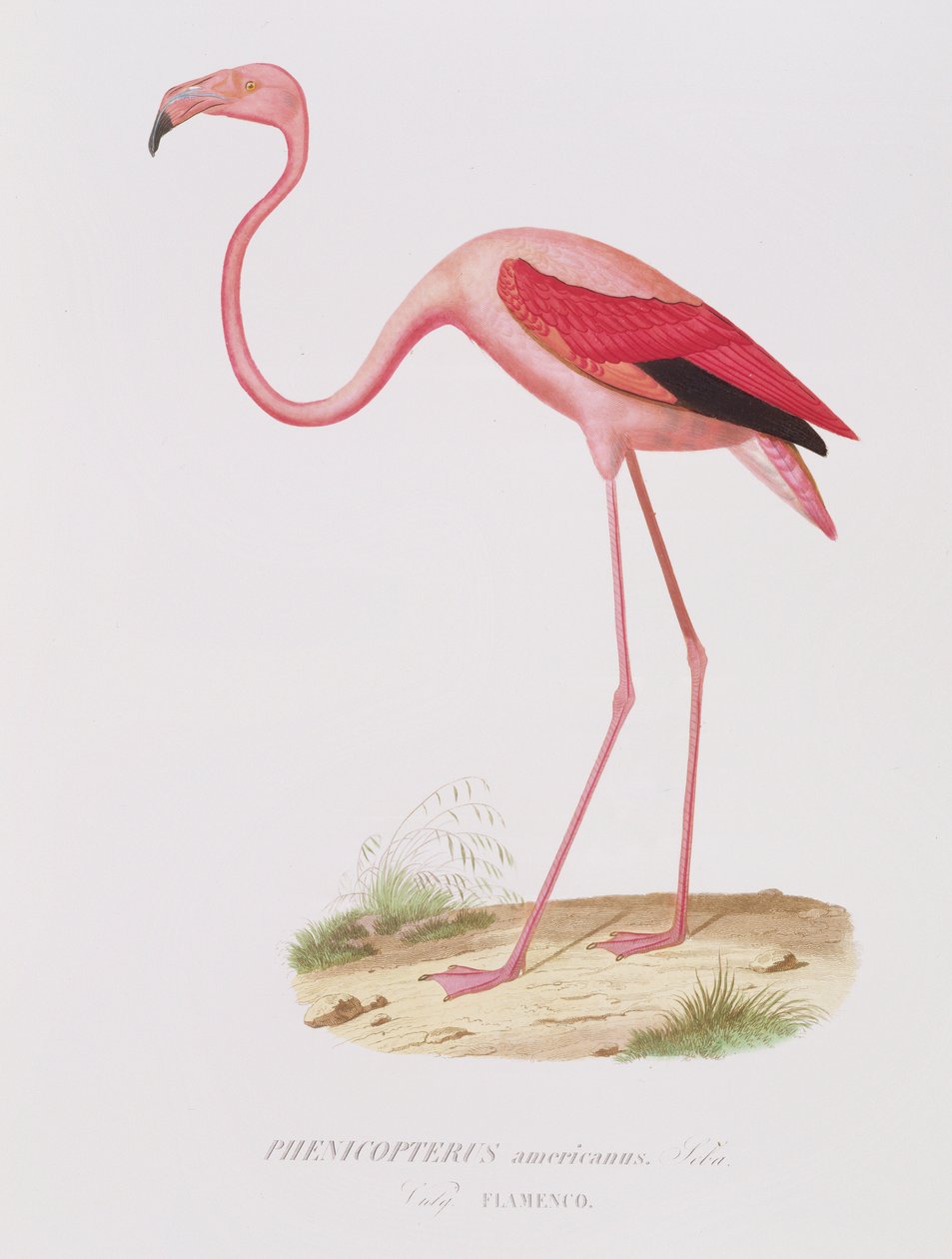 Phenicopterus americanus (Flamenco) (sic) graverad av Fournier, pub. av Bougeard av Edouard Travies