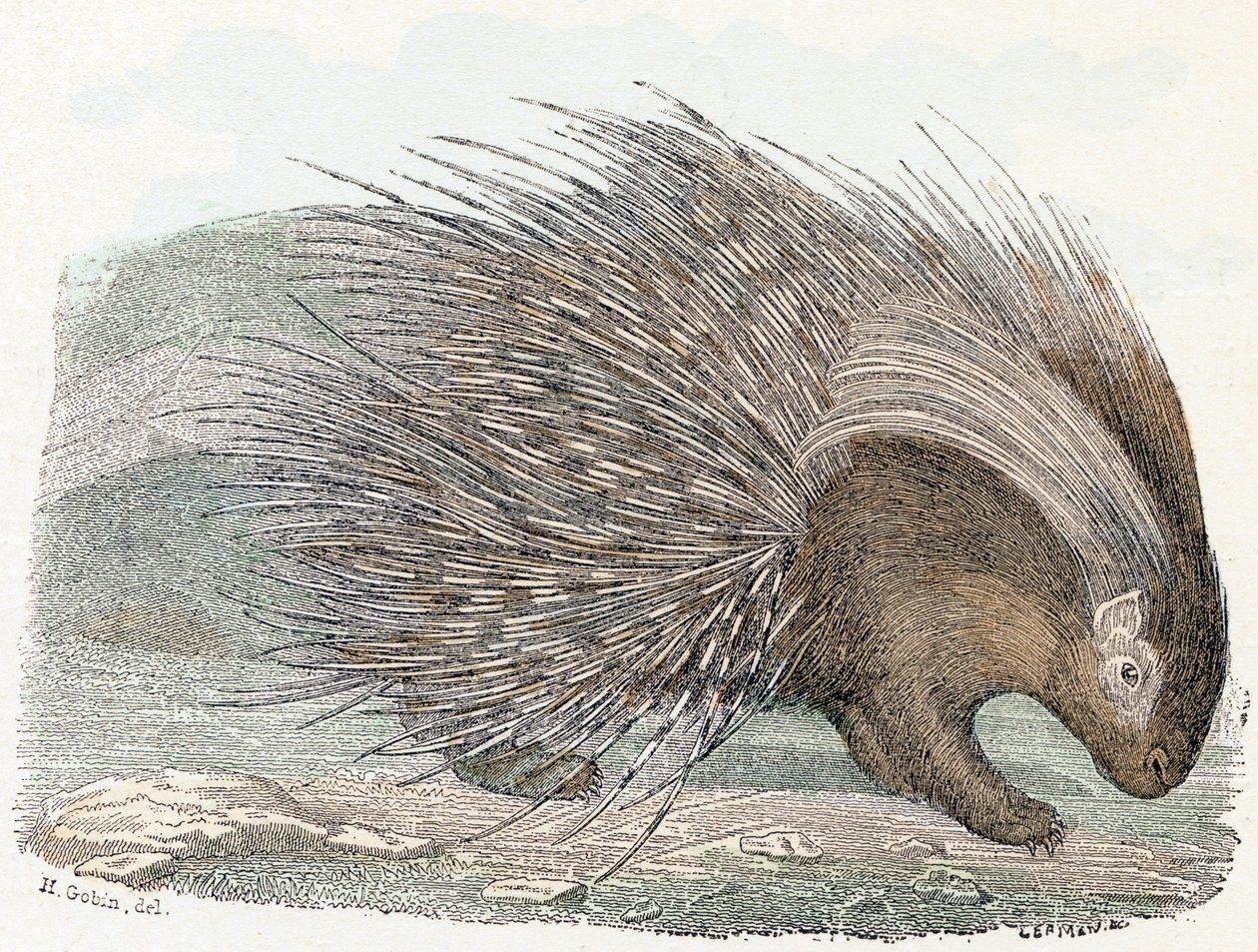 Pork epic (porc-epic) - "Alfabetet illustrerar djur" 1800-talet (gravyr) av Edouard Travies