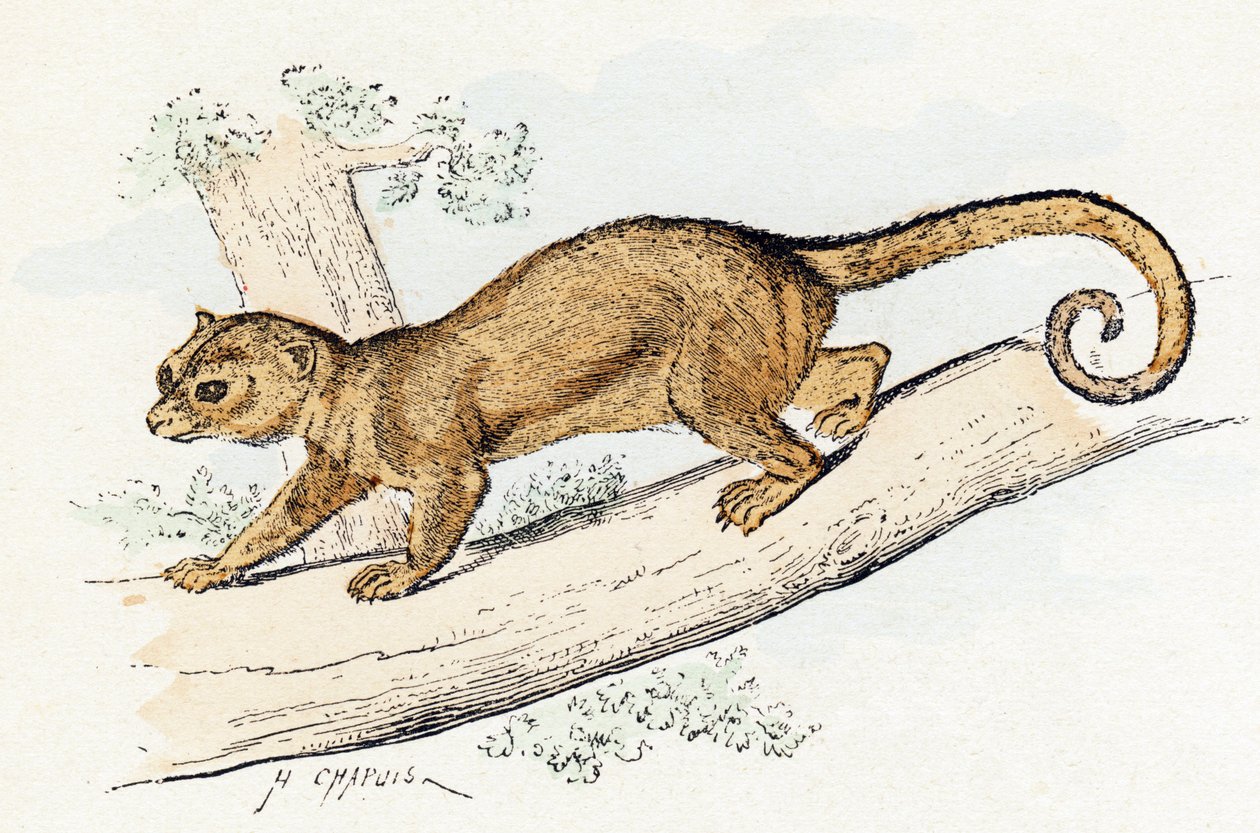 Quincajou (eller Wolverine eller Kinkajou) (potos) - "Alfabetet illustrerar djur" 1800-talet (gravyr) av Edouard Travies