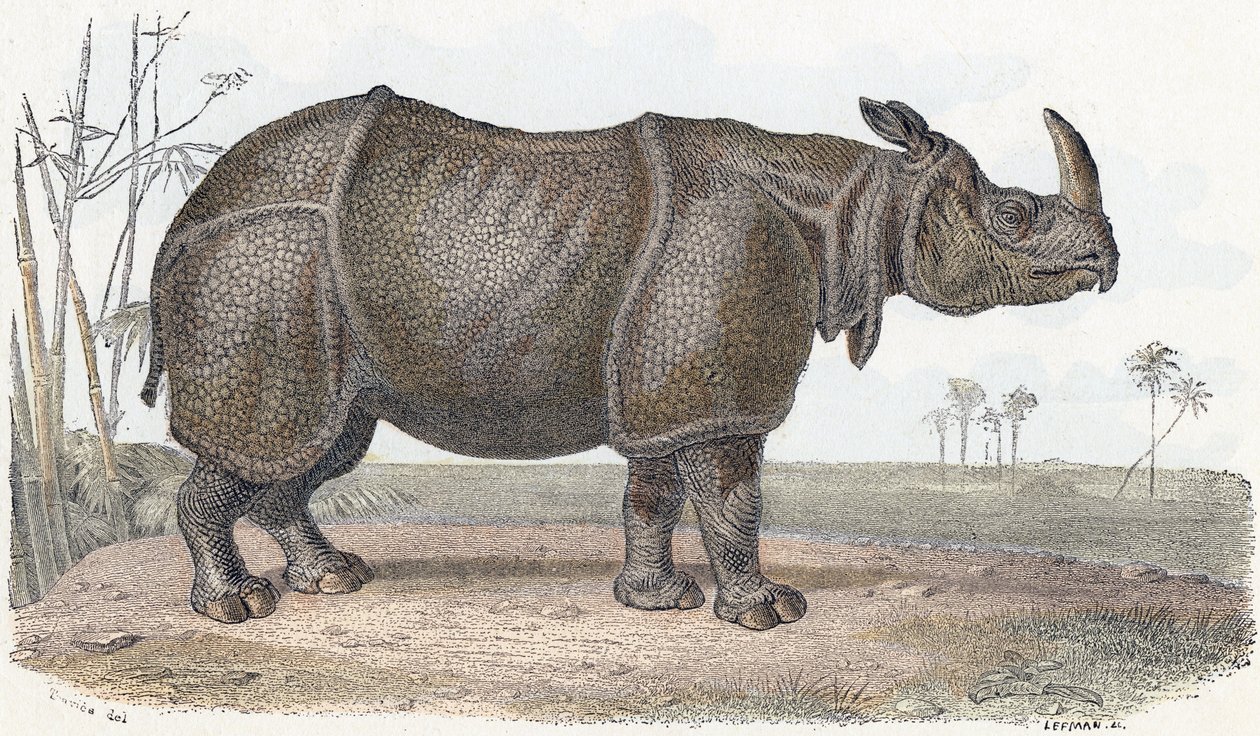 Noshörning - "Alfabetet illustrerar djur" 1800-talet (gravyr) av Edouard Travies