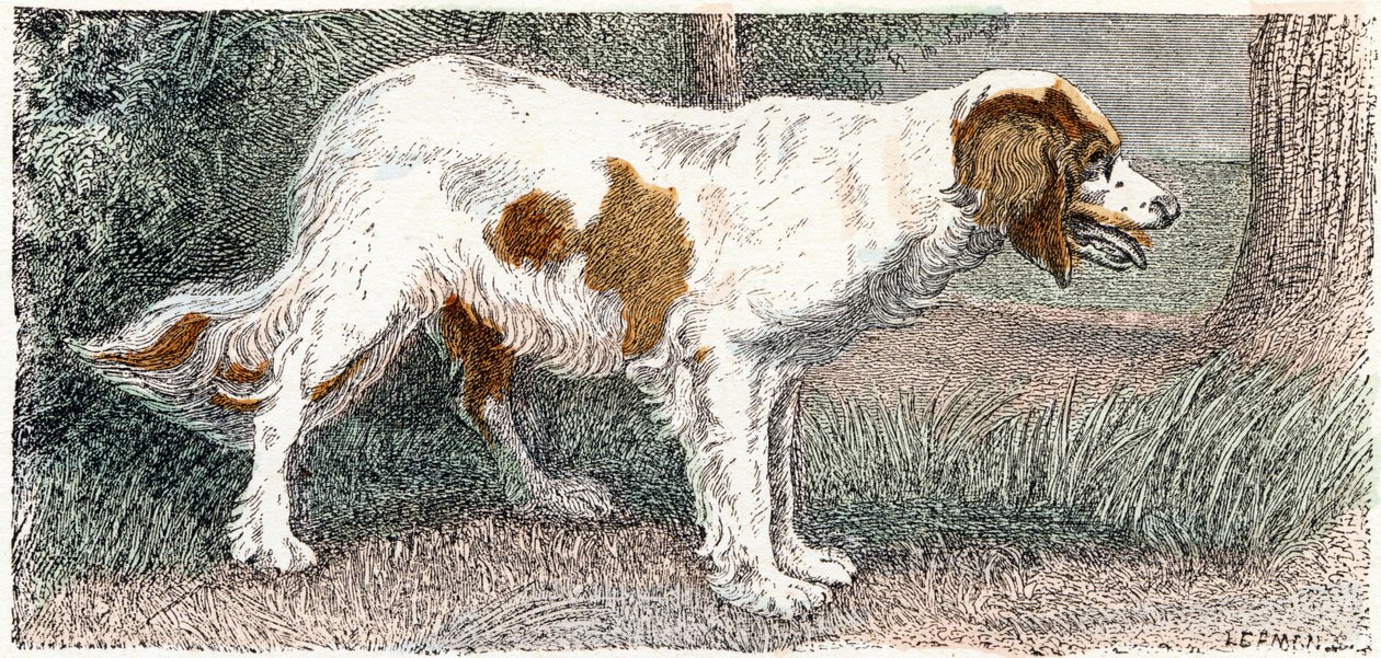 Spagneul (hund)- ”Alfabetet illustrerar djur” 1800-talet (gravyr) av Edouard Travies