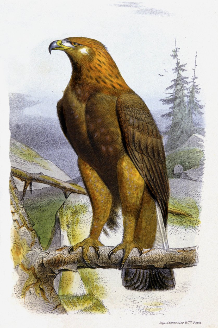 Kungsörnen, ca 1850 (litografi) av Edouard Travies