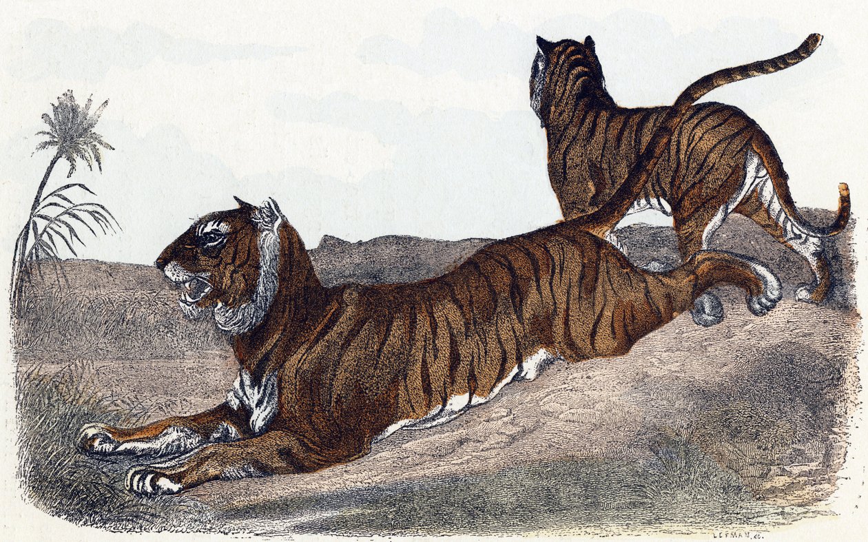 Tigers - "Alfabetet illustrerar djur" 1800-talet (gravyr) av Edouard Travies