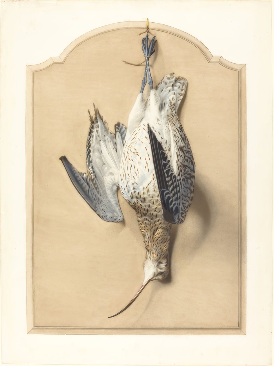 Trompe lOeil: A Curlew Hanging from a Nail av Edouard Travies