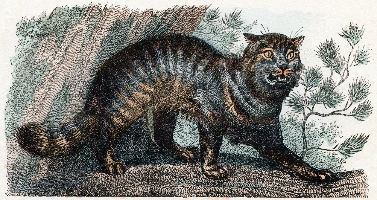 Vildkatt- "Alfabetet illustrerar djur" 1800-talet (gravyr) av Edouard Travies