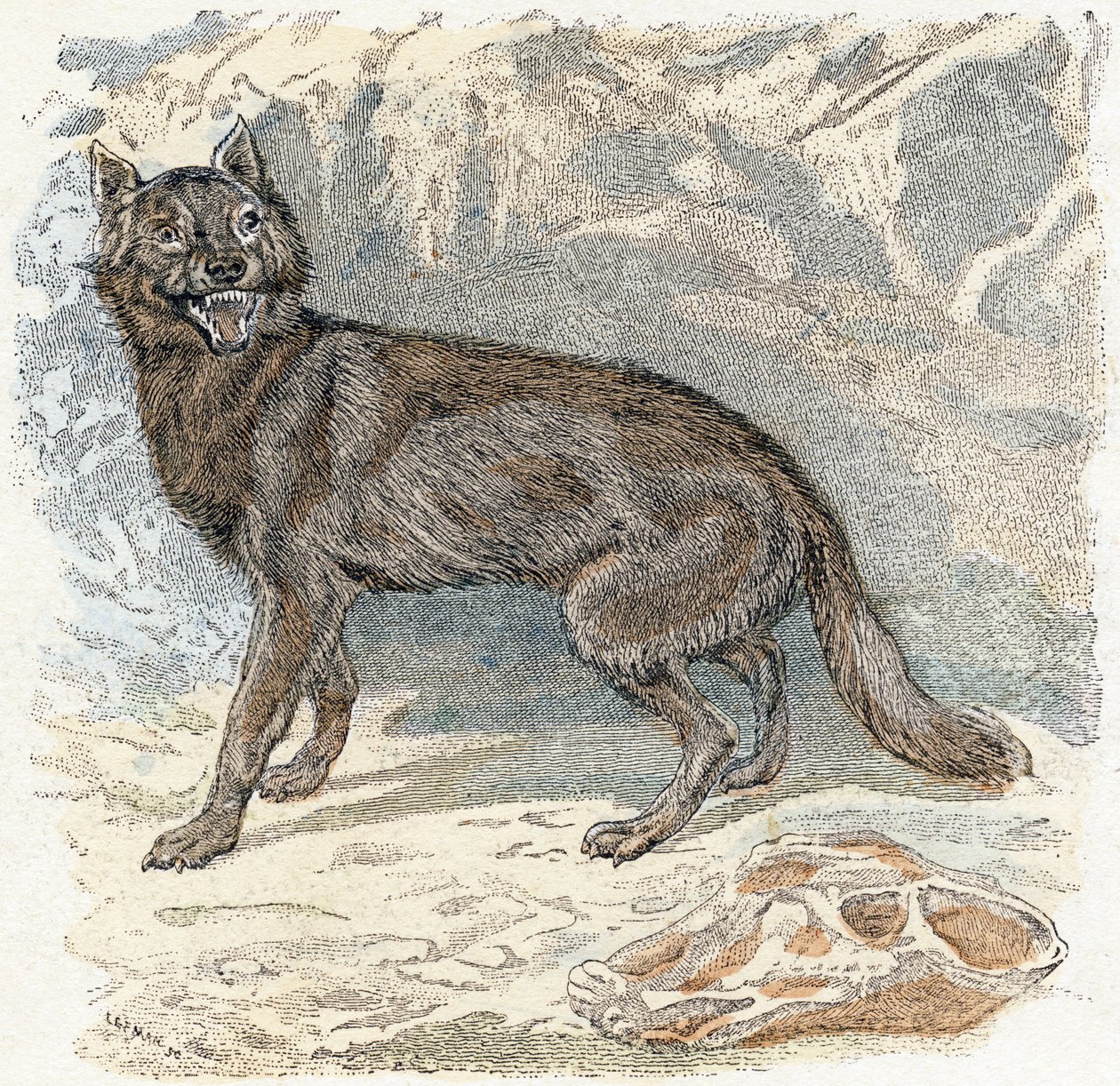 Wolf- "Alfabetet illustrerar djur" 1800-talet (gravyr) av Edouard Travies