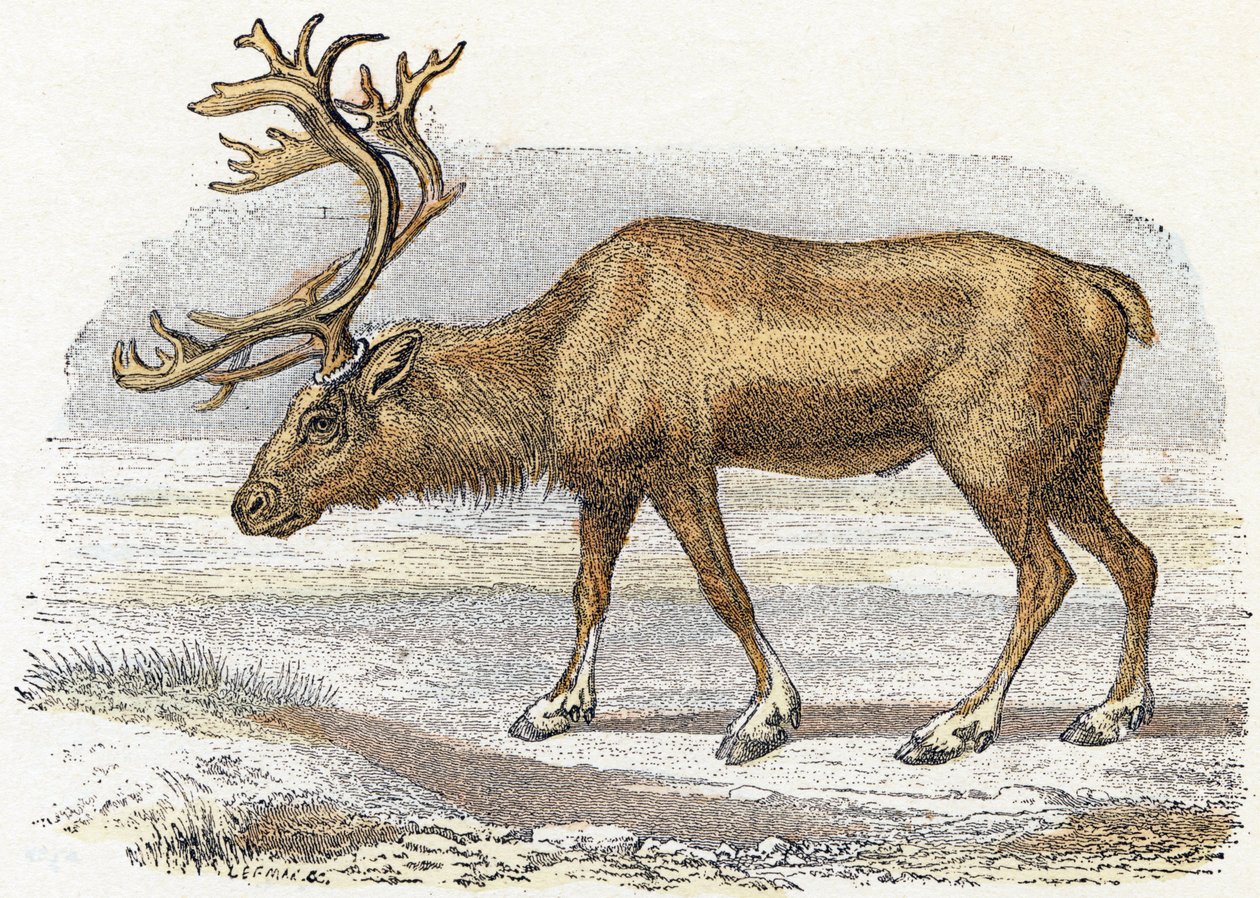 Xandarus - "Alfabetet illustrerar djur" 1800-talet (gravyr) av Edouard Travies