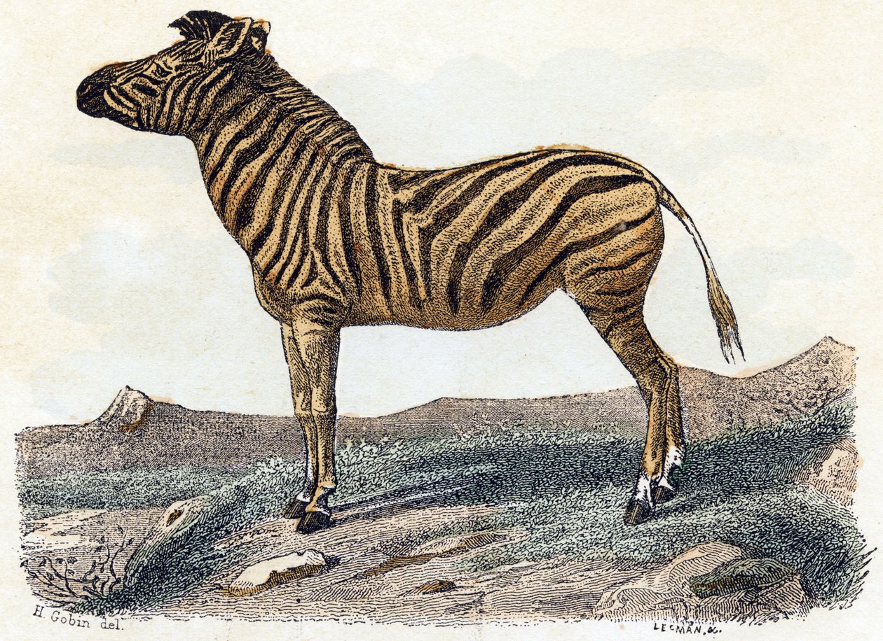 Zebra - "Alfabetet illustrerar djur" 1800-talet (gravyr) av Edouard Travies