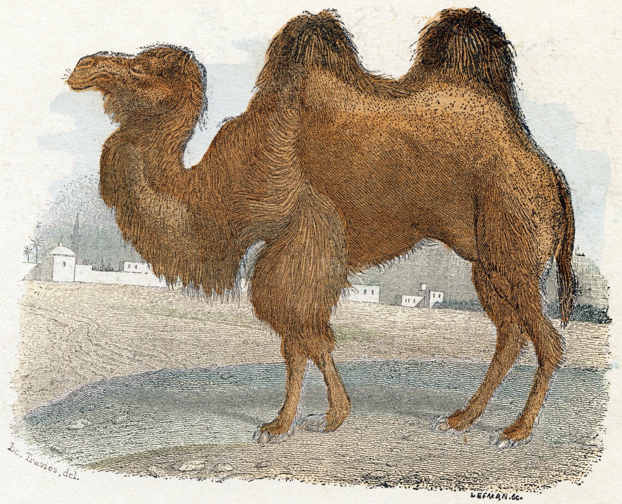 från "Animals Illustrated Alphabet" av Edouard Travies