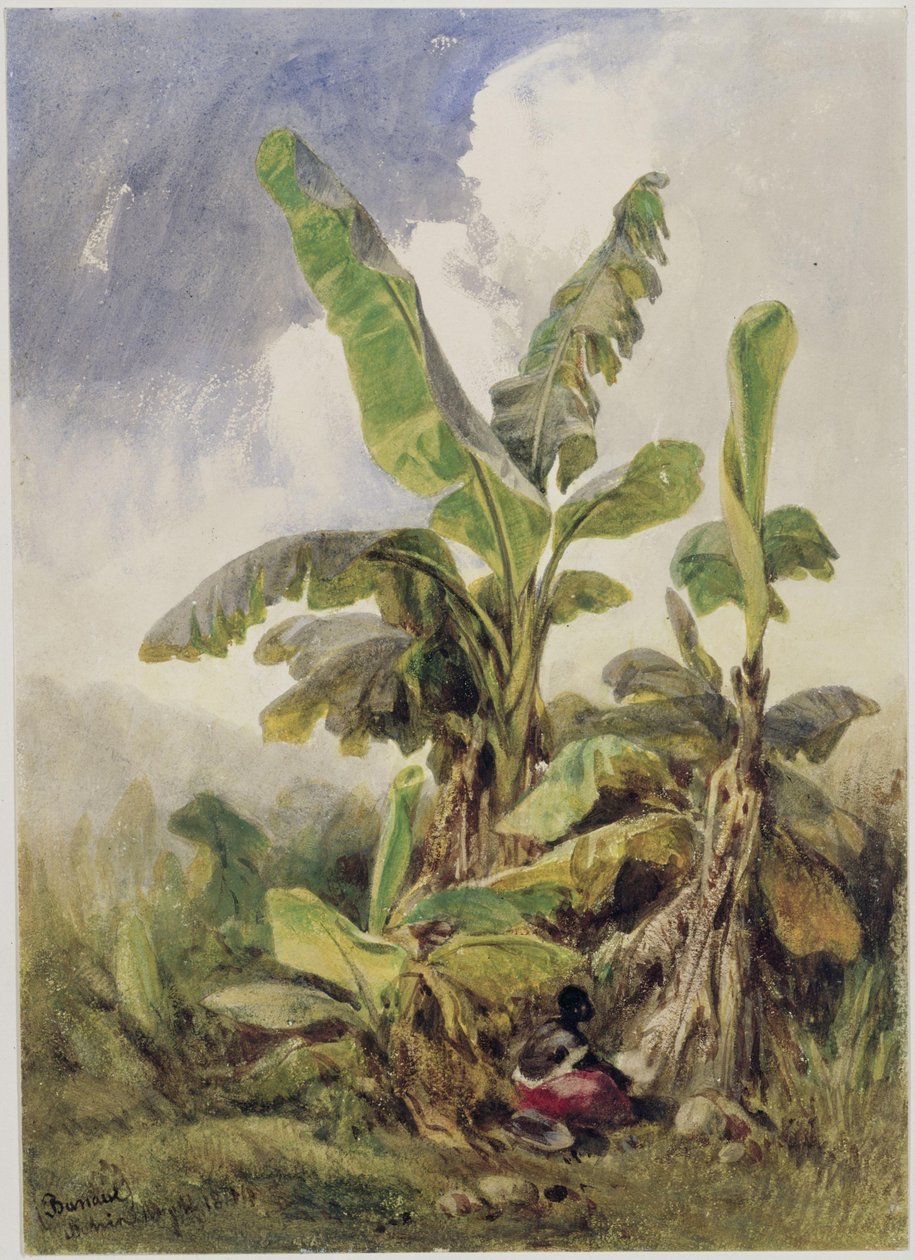 Bananlund. Penha av Eduard Hildebrandt