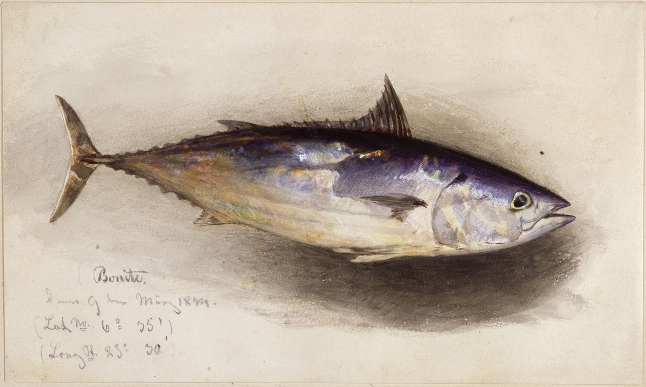 Fiskstudie (bonitotonfisk) av Eduard Hildebrandt